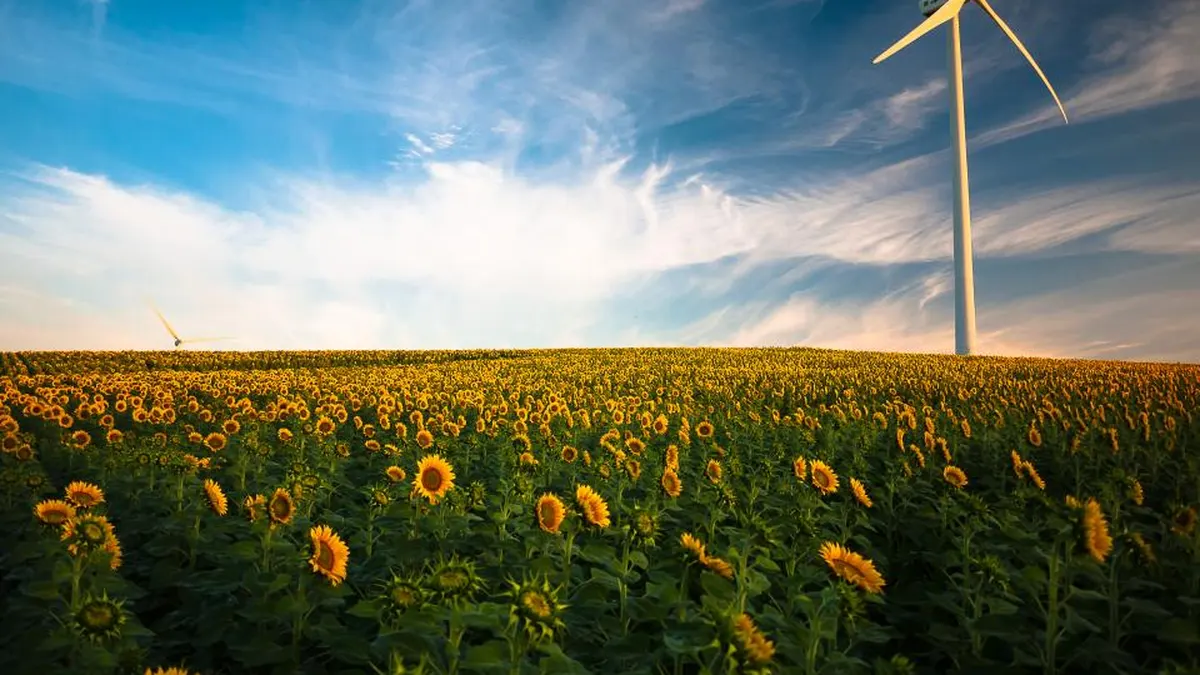 Sonnenblumenfeld im Sonnenschein